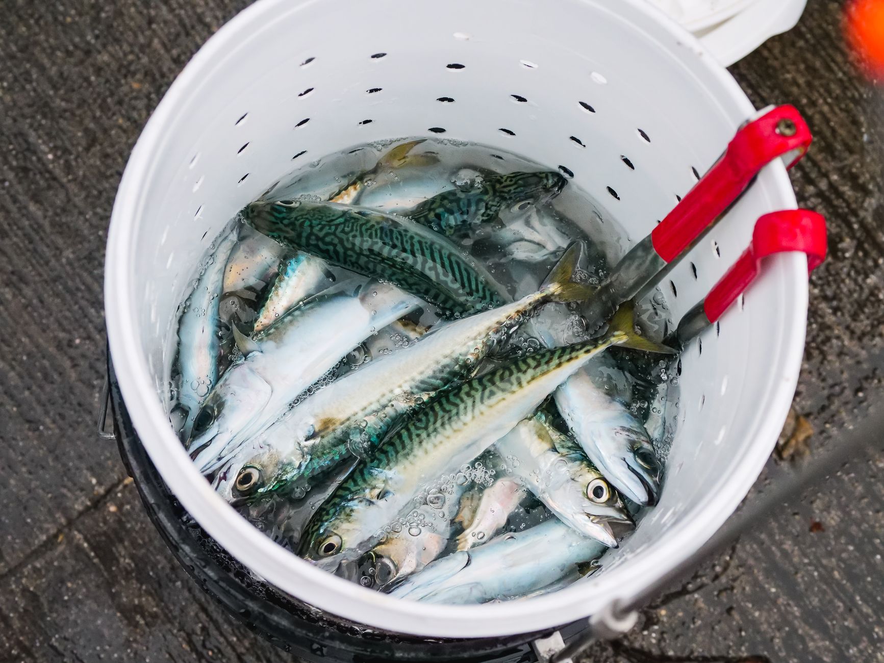 Plated salmon, sardines + mackerel — the gold-standard pregnancy fish