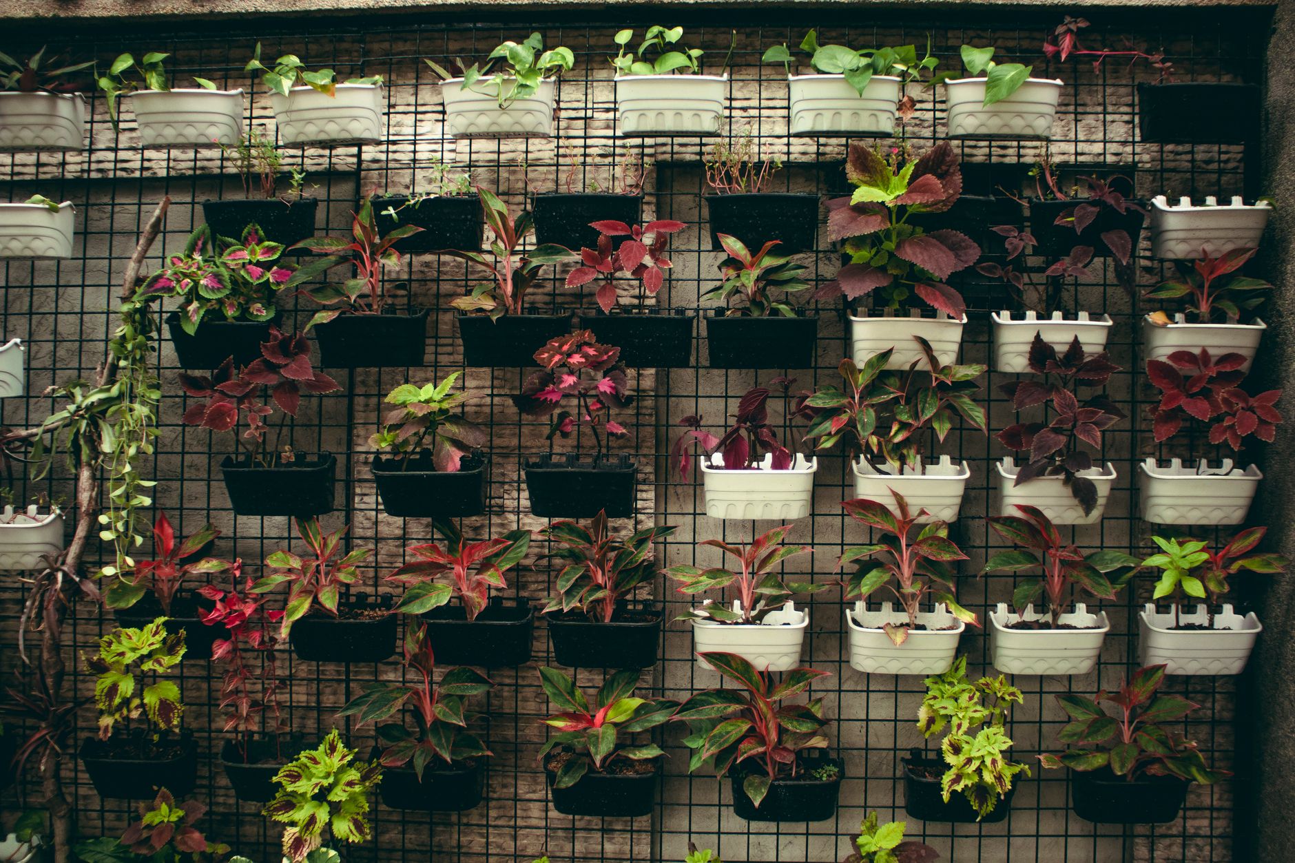 Grid of 8 plant-focus pregnancy nutrients with plant food sources